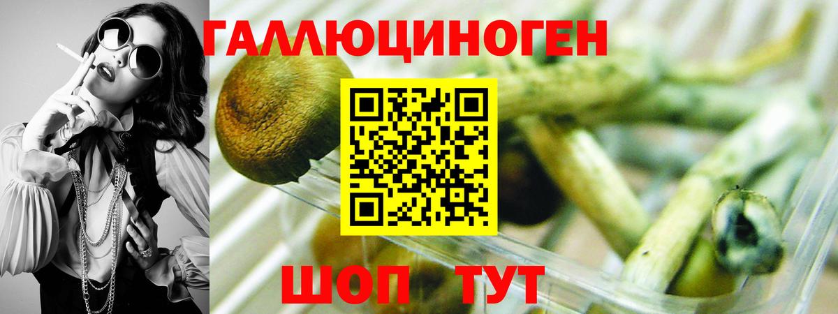Галлюциногенные грибы Psilocybine cubensis Нижний Тагил