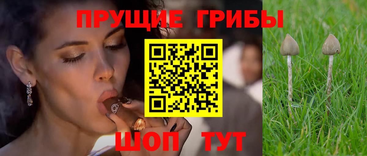 Галлюциногенные грибы MAGIC MUSHROOMS  Вход с VPN  Нижний Тагил  Псилоцибиновые грибы прущие грибы 